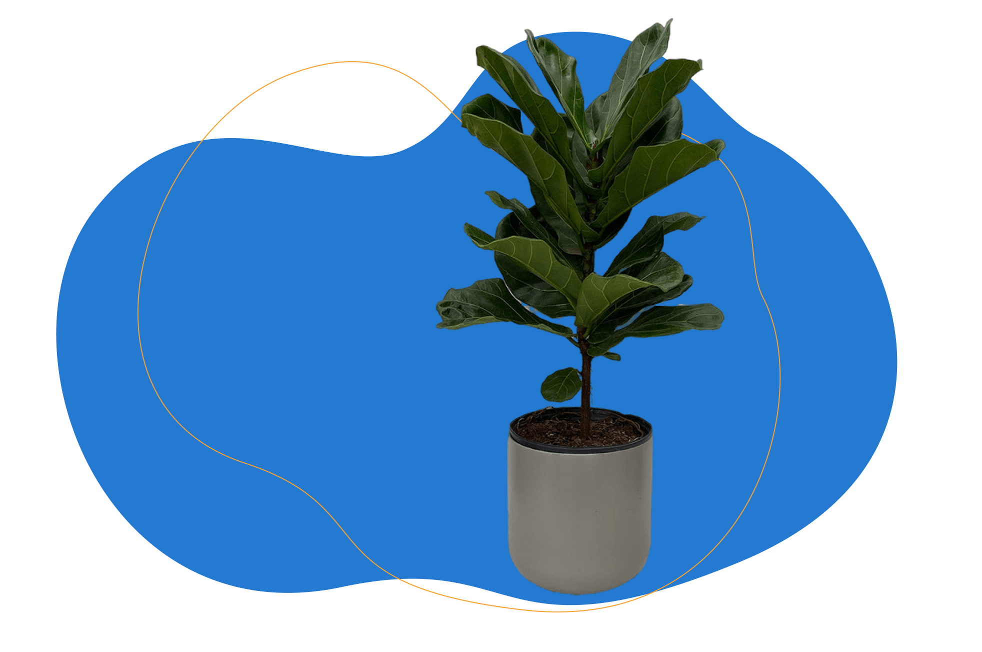 planta tabaco